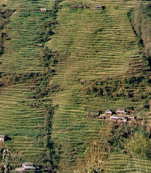 Terraces at Chomrong Village on route to the Annapurna Sanctuary