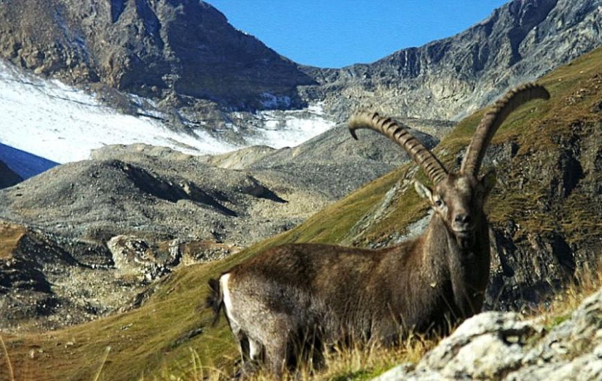 Ibex ( Steinbok )