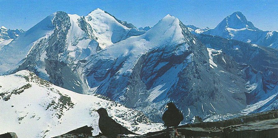 Altels, Balmhorn, Rinderhorn and Bietschhorn from Wildstrubel