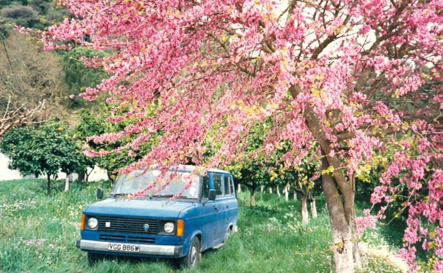 Judas Trees in blossom in campsite at Olympia