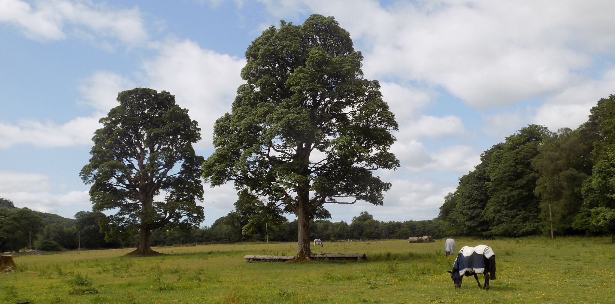 Show Field in Ardgowan Estate