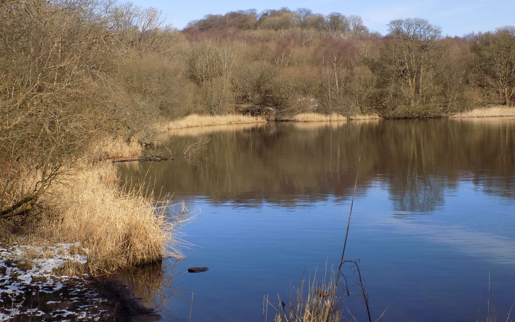 Dam Forest in Colzium Lennox estate across Banton Loch