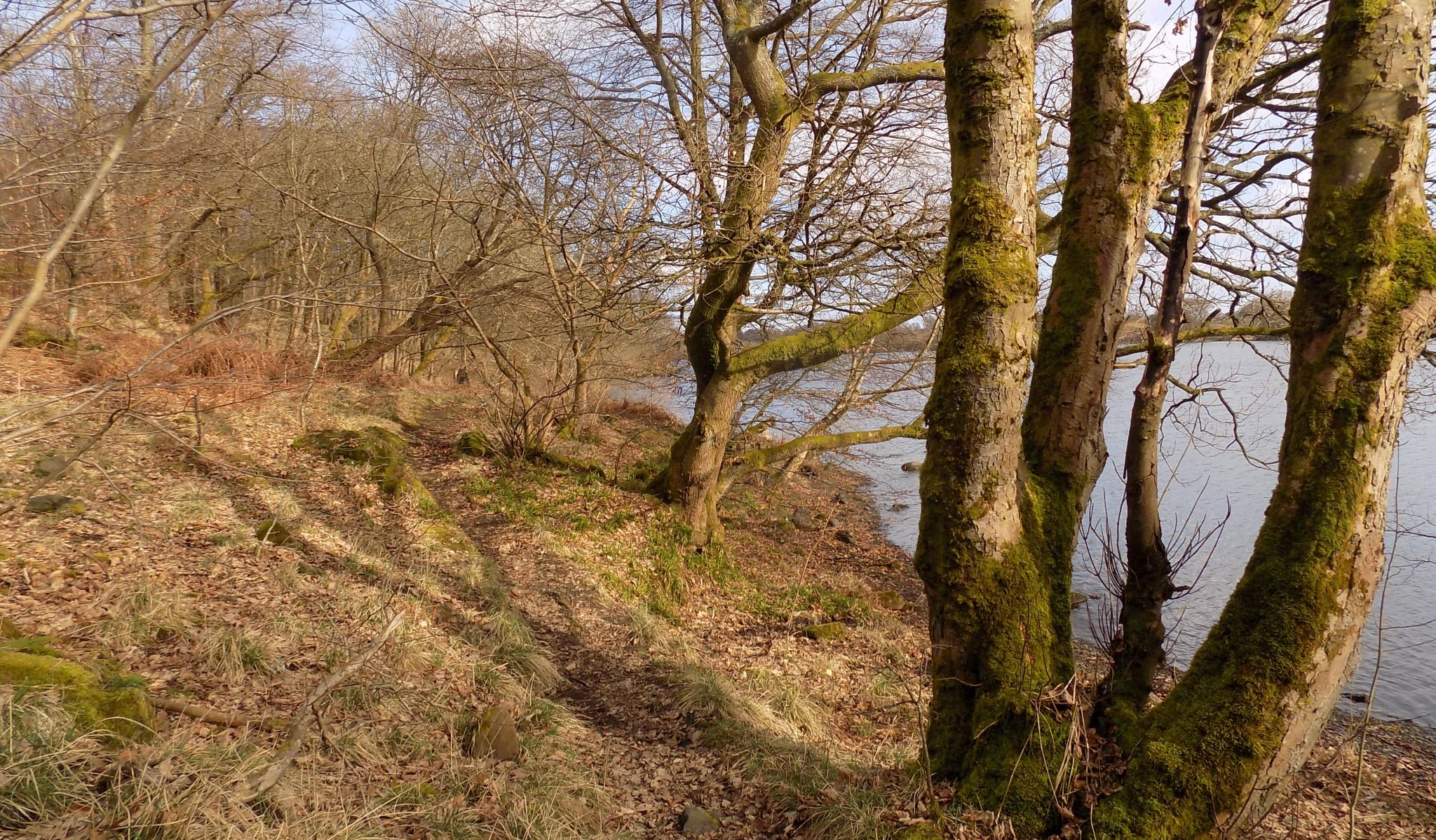 Dam Forest on northern side of Banton Loch