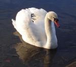 Dsc00282_swan_a.jpg