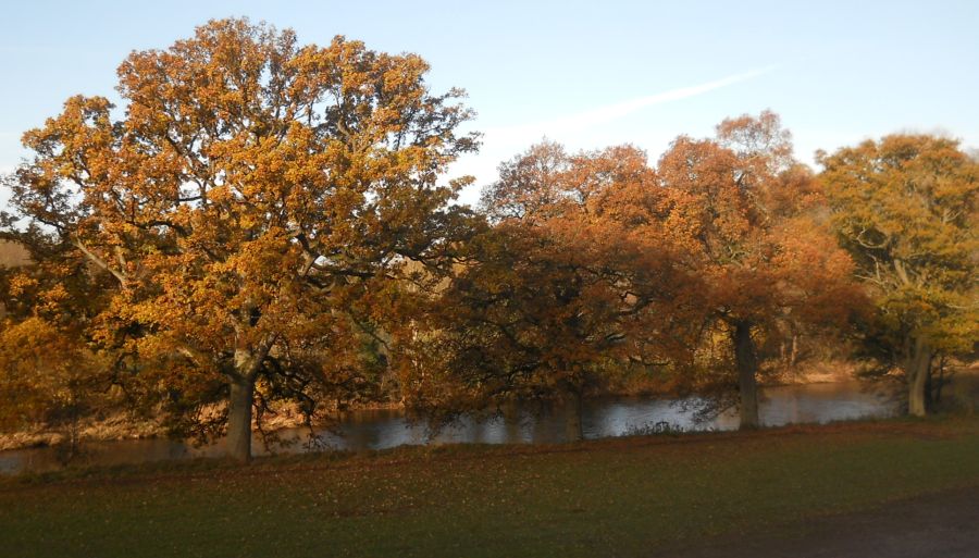 Trees alongside the River Clyde