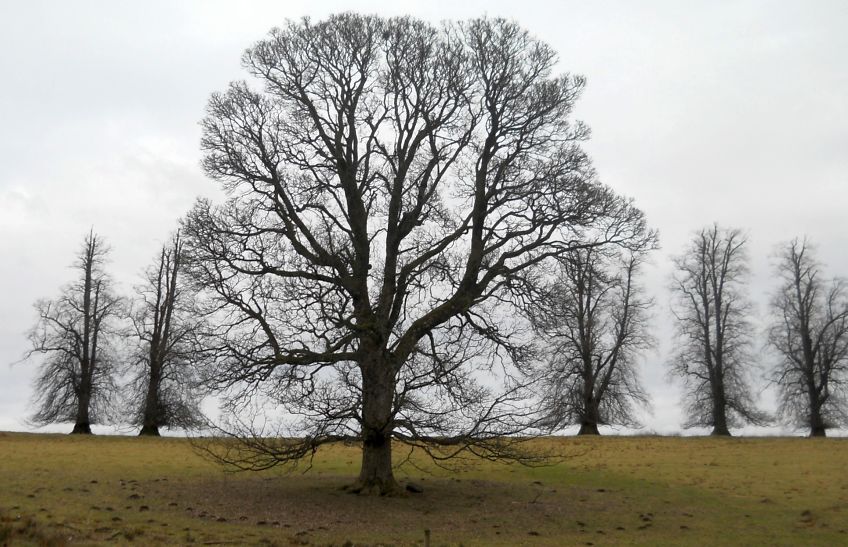 Trees at Laighpark