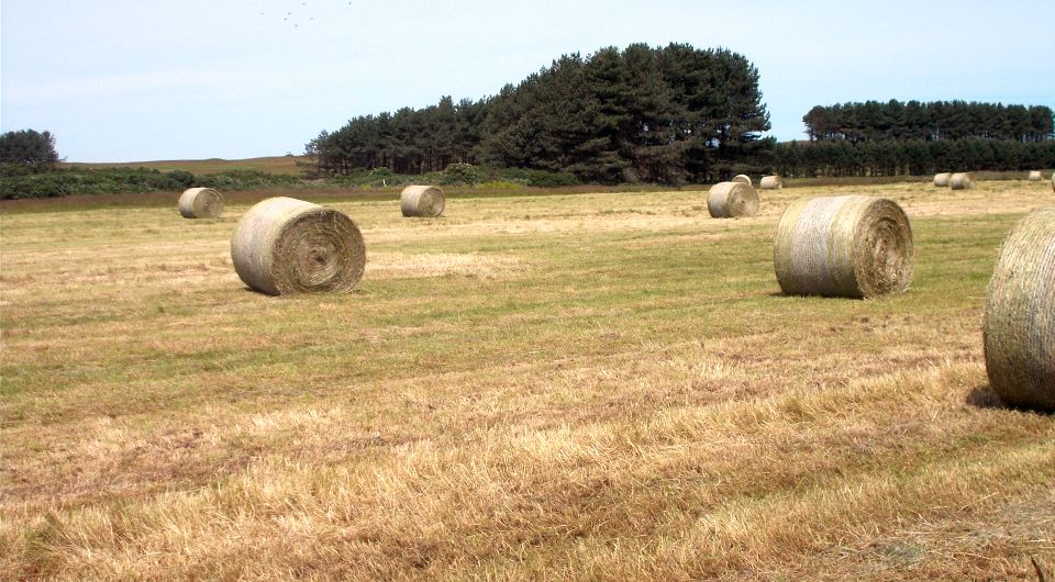 Hay bales at Maidens Village