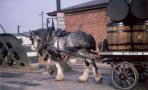 horse_cart_1967.jpg