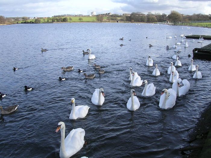 Swans at Hogganfield Loch