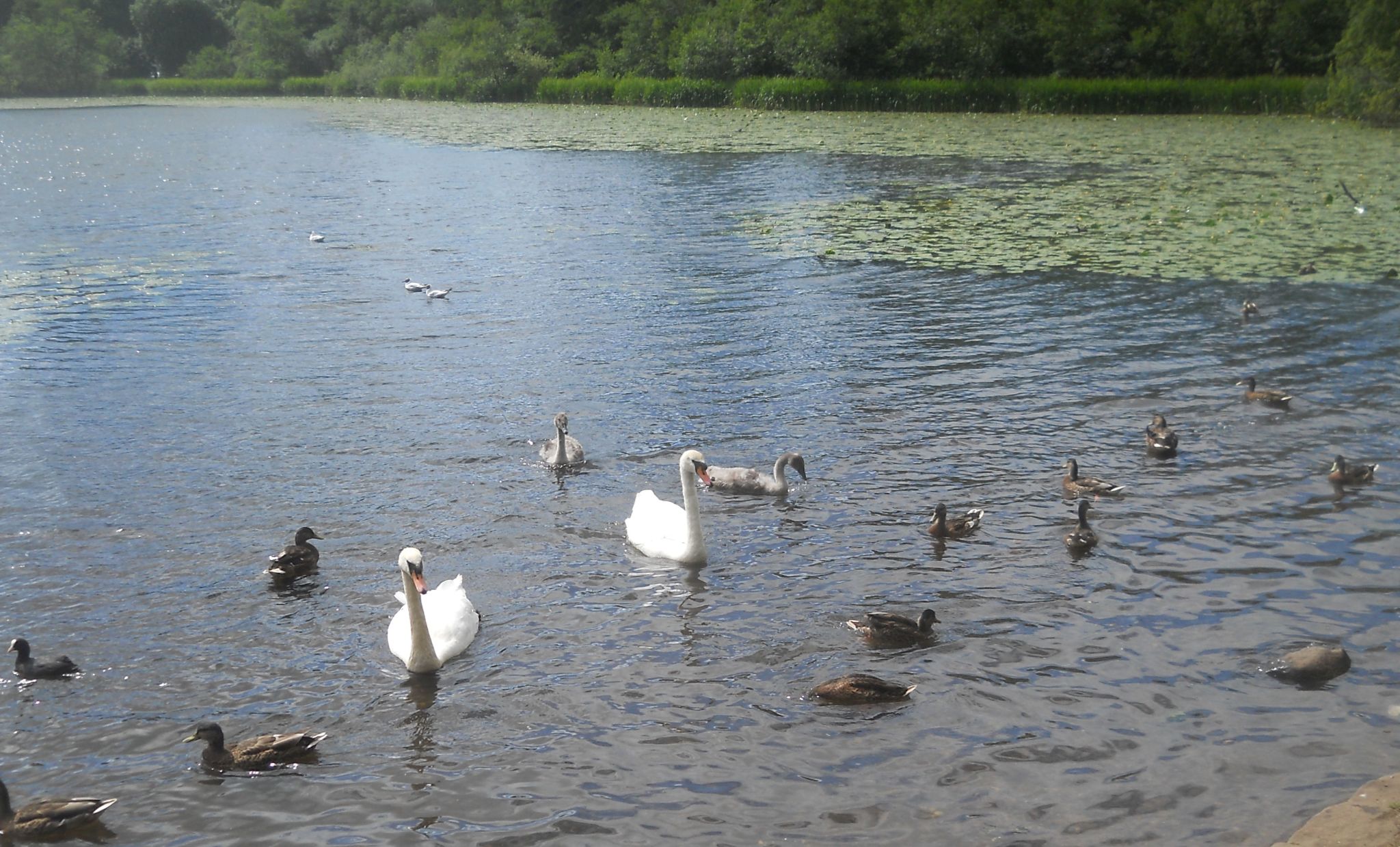 Water Birds at Kilmardinny Loch in Bearsden