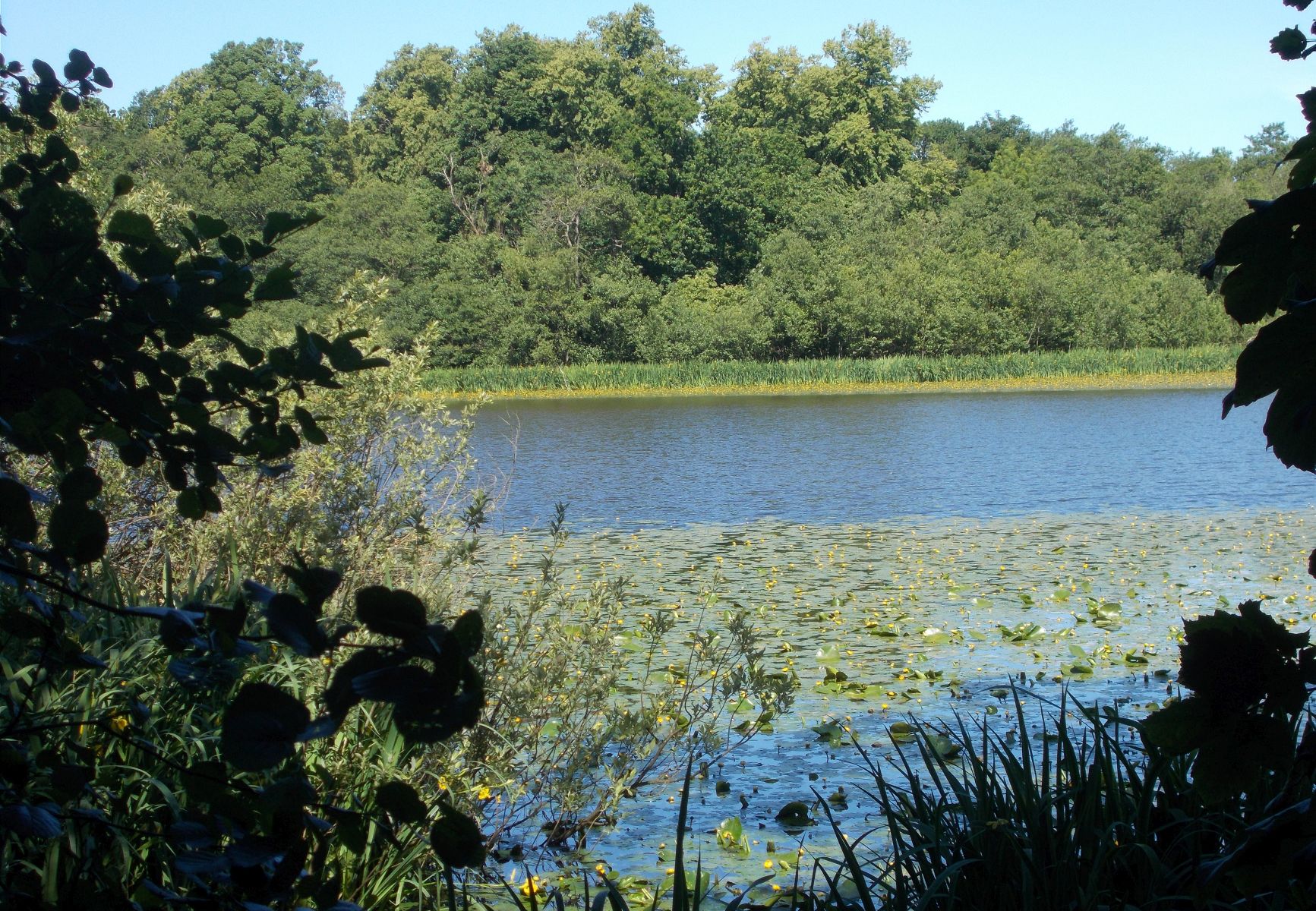 Springtime at Kilmardinny Loch