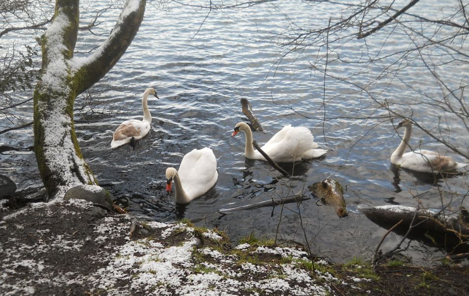 Winter snow scene at Kilmardinny Loch in Bearsden