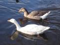 Dsc00284_geese.jpg