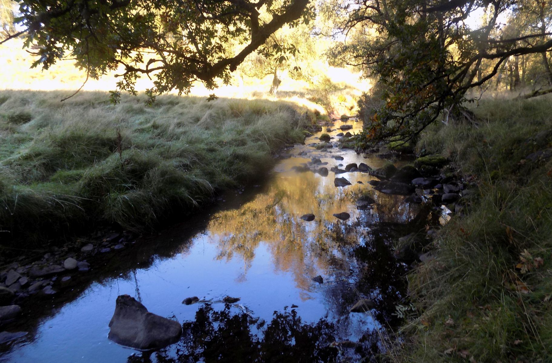 Tributary of Boquhan Burn