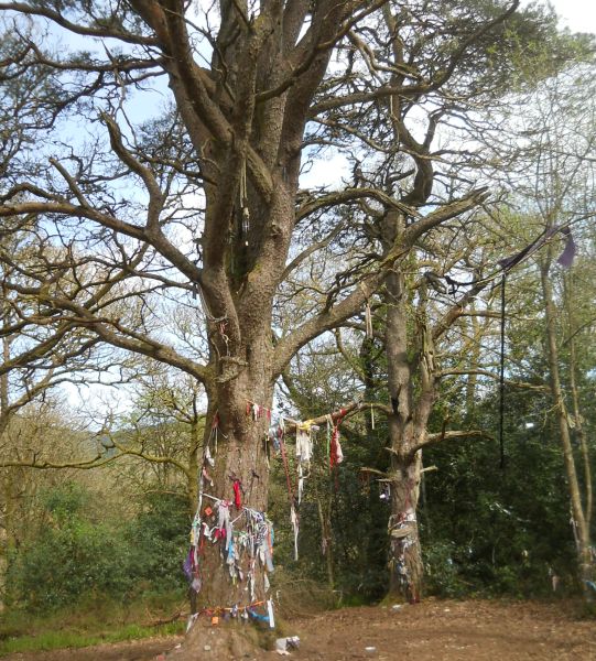 Tree on the top of Doon Hill