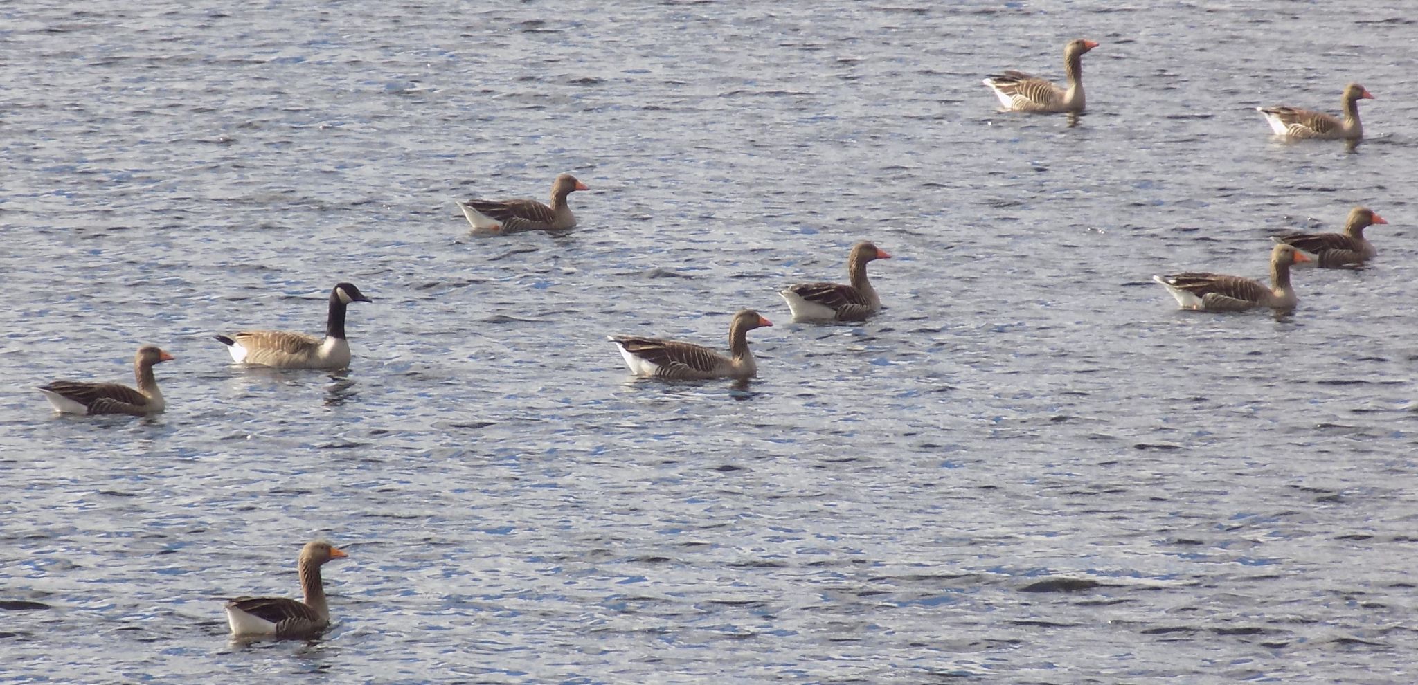 Geese in Loch Walton