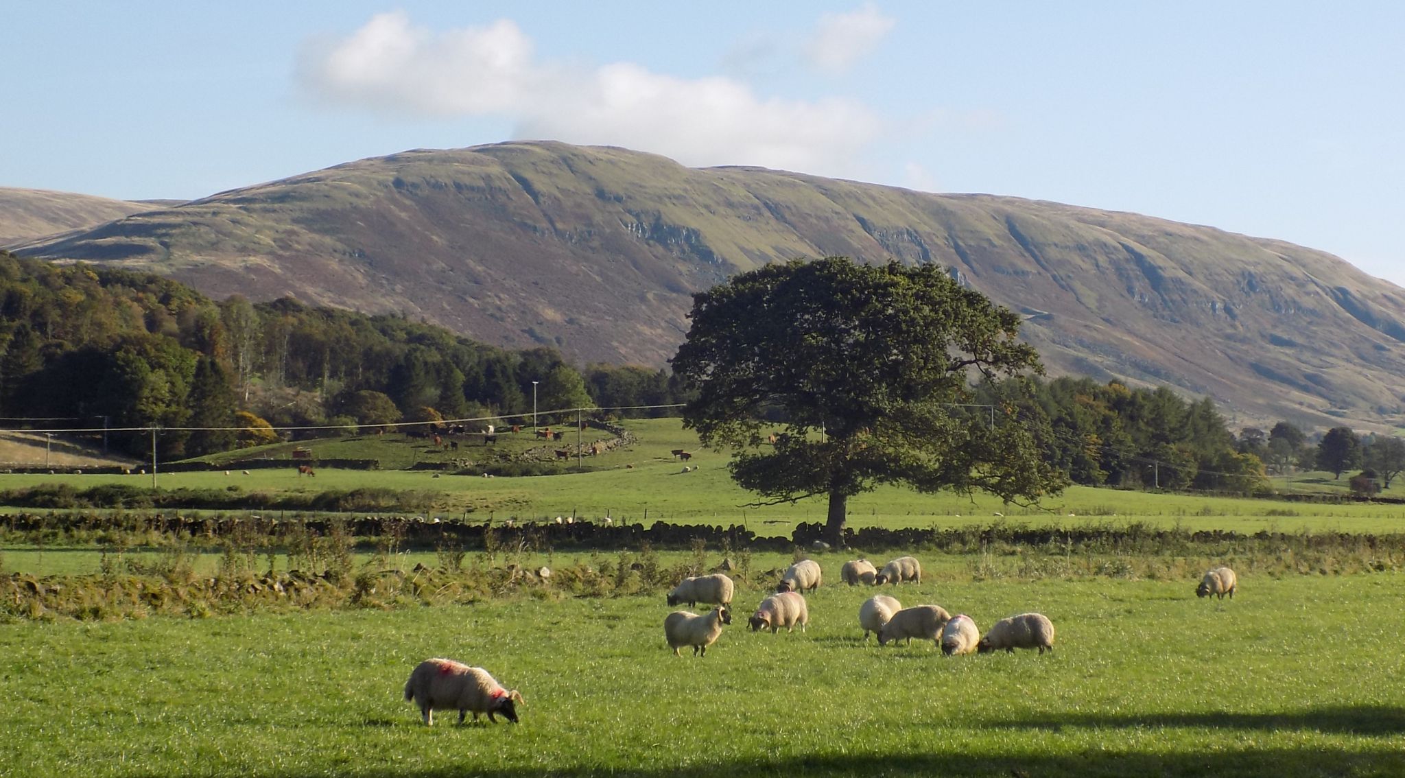 Campsie Fells above Lennoxtown