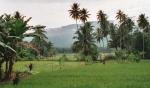 Bukittinggi_rice_paddy.jpg