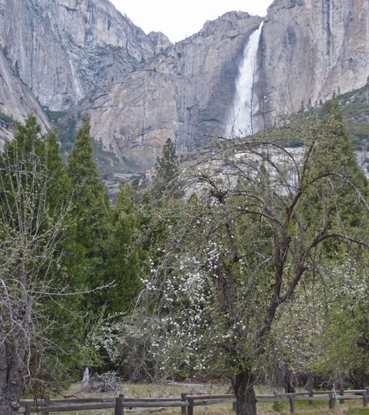 Yosemite Falls in Yosemite Valley, California, USA